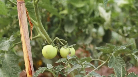 Tomato seedlings planted in open ground. Video stock 196592242