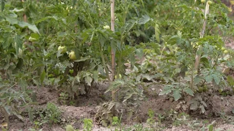 Tomato seedlings planted in open ground. Video stock 196619250