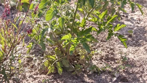 Tomato seedlings planted in open ground. Video stock 196619616