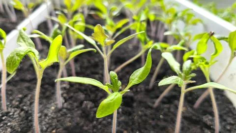 Tomato seedlings in a plastic container on a windowsill. Young plants are Stock Photos