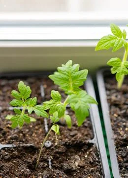 Tomato seedlings in plastic containers Foto stock
