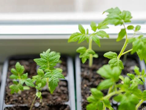 Tomato seedlings in plastic containers Stock Photos