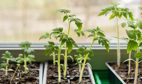 Tomato seedlings in plastic containers Stock Photos