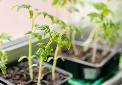 Tomato seedlings in plastic containers Stock Photos