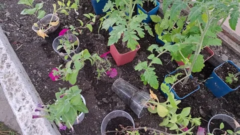 Tomato seedlings in plastic pots and petunia seedlings stand casually Stock Footage 310170902