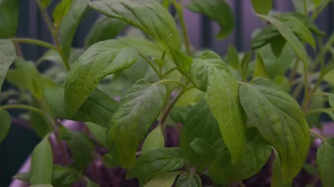 Tomato seedlings in a pot Stock Footage 245403295