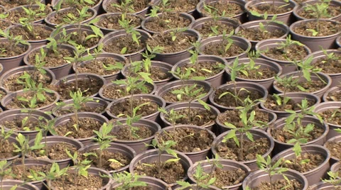 Tomato seedlings in pots Vídeo Stock 36979134