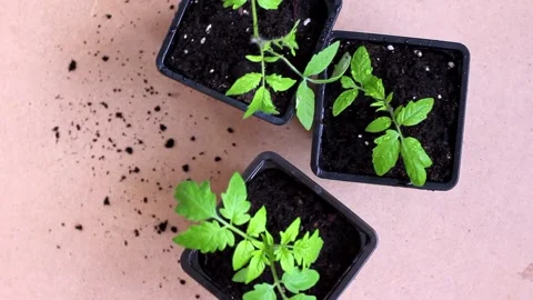 Tomato seedlings spinning in a circle. Stock Footage 171415926