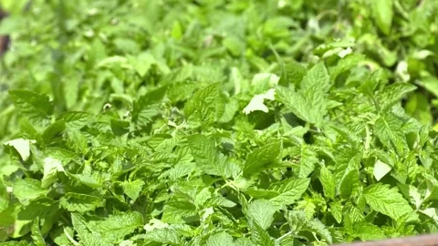 Tomato seedlings in the spring. Video stock 196269252