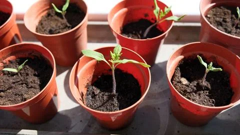 Tomato Seedlings Sprouting in Plastic Pots on Sunlit Windowsill Stock Photos