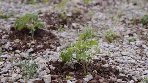 Tomato seedlings in strong wind Stock Footage 129474090