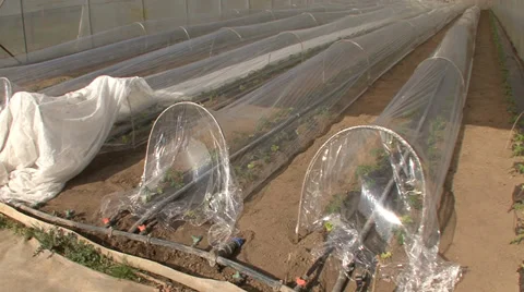 Tomato seedlings under plastic foil in greenhouse Stock Footage 36976806