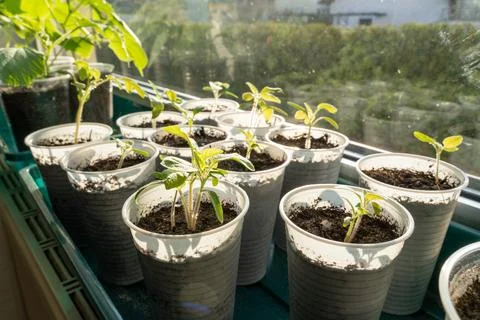 Tomato seedlings while grow on the windowsill in spring Stock Photos
