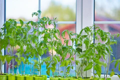 Tomato seedlings on the window of the house. Stock Photos