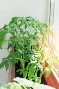 Tomato seedlings on the windowsill by the window Stock Photos