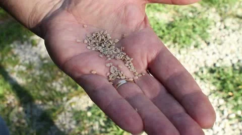 Tomato seeds in hand Stock Footage 12132002