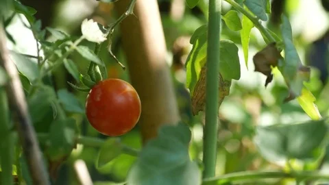 Tomato shaking in the garden Stock Footage 84919649