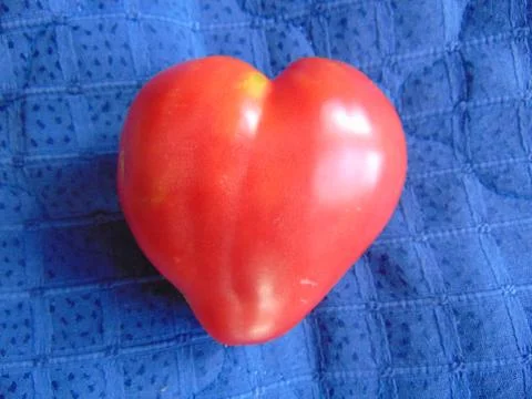 Tomato in a shape of a heart 写真素材