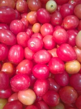 Tomato Sida 스톡 사진