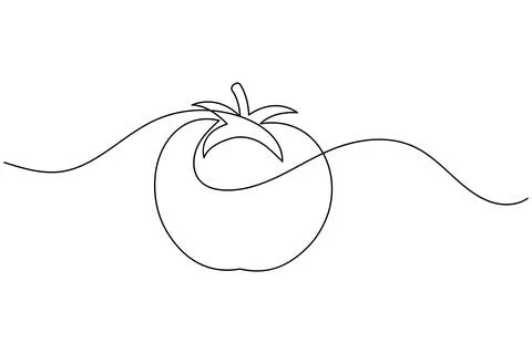 Tomato single line art drawing minimal style fresh vegetable isolated vecto.. Stock Illustration