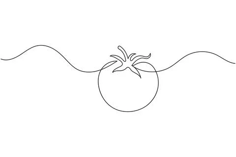 Tomato single line art drawing minimal style fresh vegetable isolated vecto.. Illustrazione stock