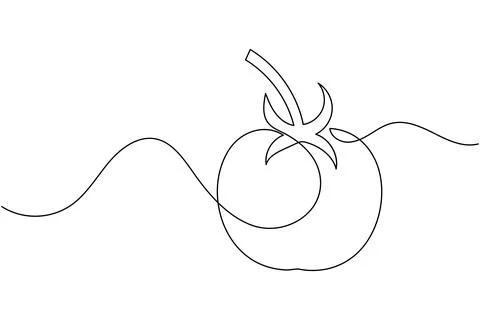Tomato single line art drawing minimal style fresh vegetable isolated vecto.. Stock Illustration