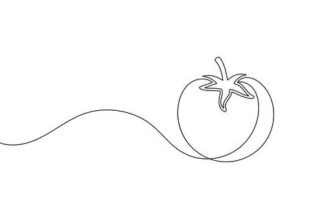 Tomato single line art drawing minimal style fresh vegetable isolated vecto.. Stock Illustration