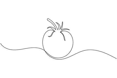 Tomato single line art drawing minimal style fresh vegetable isolated vecto.. Stock Illustration