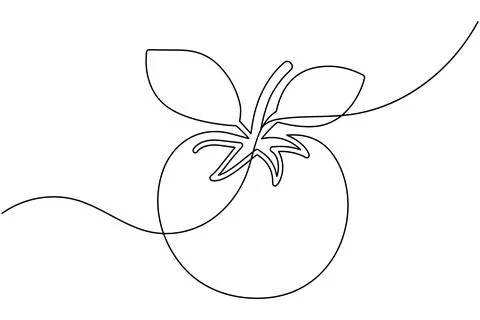 Tomato single line art drawing minimal style fresh vegetable isolated vecto.. Stock Illustration