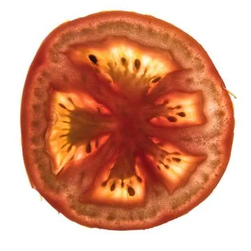 Tomato slice back lit fresh organic tomato slice on white Copyright: xZoon... Stock Photos