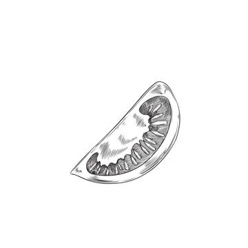 Tomato slice line art vector illustration Stock Illustration