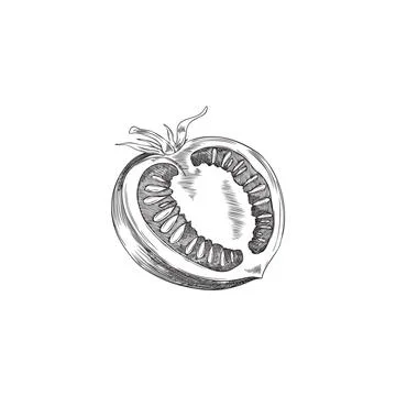 Tomato slice sketch vector illustration Stock Illustration