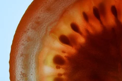 Tomato Slice Translucent Macro Detail 스톡 사진