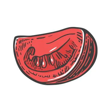 Tomato slice. Vector engraved illustration isolated on white background 스톡 일러스트