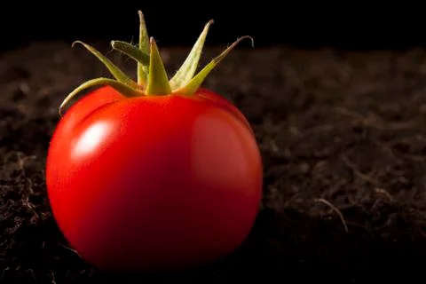 Tomato on Soil Stock Photos