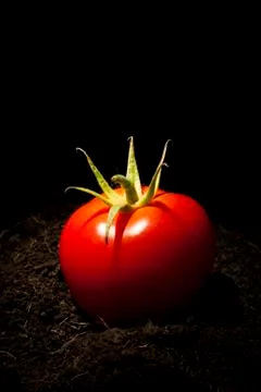 Tomato on Soil Stock Photos