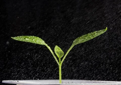 Tomato sprout Stock Photos