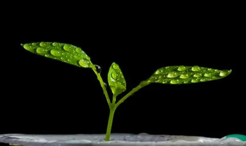 Tomato sprout Foto stock