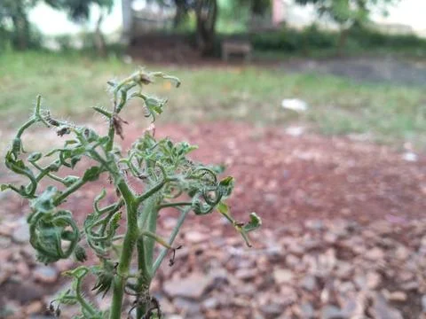 Tomato sprout Stock Photos