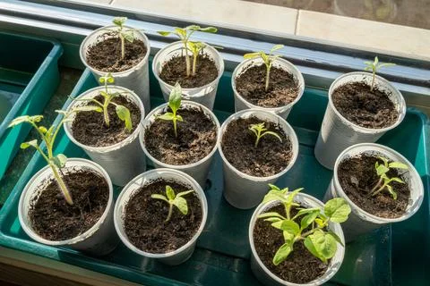 Tomato sprouts while growing on the windowsill in spring Stock Photos