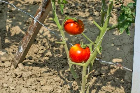 Tomato on a stalk Stock Photos