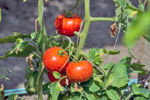 Tomato on a stalk Stock Photos