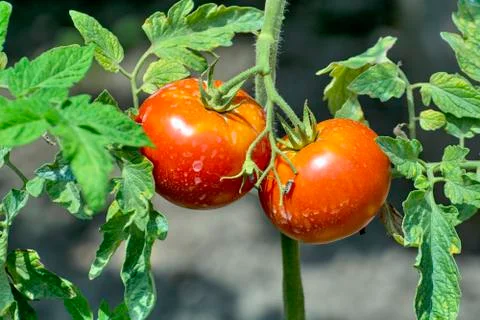 Tomato on a stalk Stock Photos