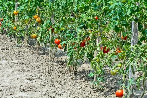Tomato on a stalk Stock Photos