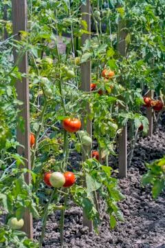 Tomato on a stalk Stock Photos