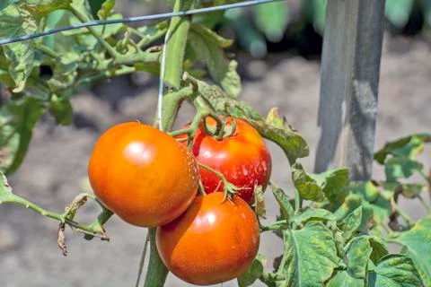 Tomato on a stalk Stock Photos