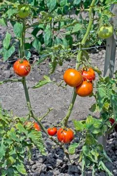 Tomato on a stalk Stock Photos