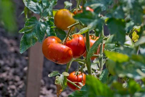 Tomato on a stalk Stock Photos