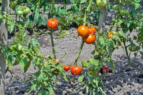 Tomato on a stalk Stock Photos