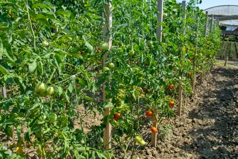 Tomato on a stalk Stock Photos